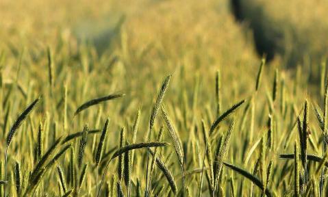 Landwirtschaft muss bei kritischer Infrastruktur mitgedacht werden