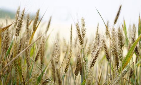 Felder Acker Landwirtschaft