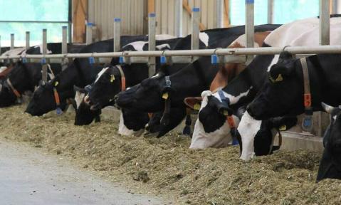 Bauernverband fordert schnelle Entscheidungen bei Milchgipfel