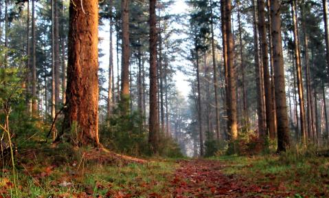 Waldweg
