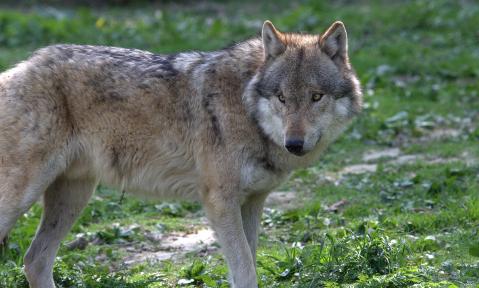 Wolf in freier Wildbahn