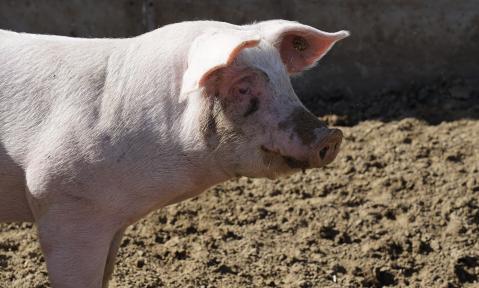 Schwein stehend