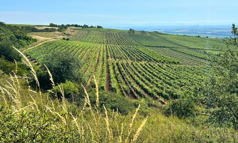 Weinanbau Weinhänge