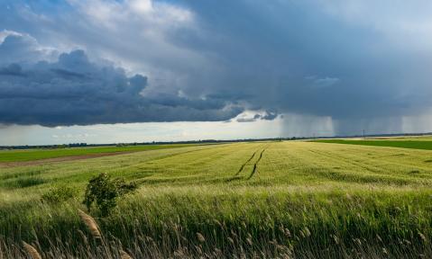 Feld mit dunklen Wolken