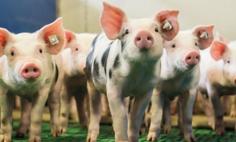 Schweine