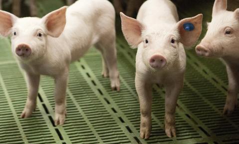 Schweine Spaltenboden