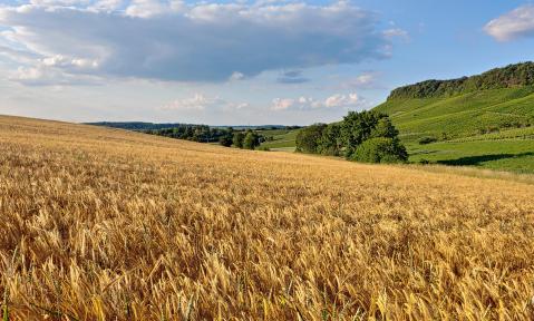 Acker Sommer Landschaft