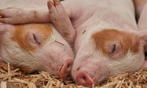 Ferkel Schwein Tierhaltung bio