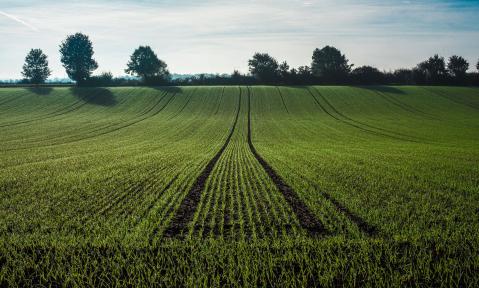 A2_agriculture-2539967_c_Derks24_pixabay