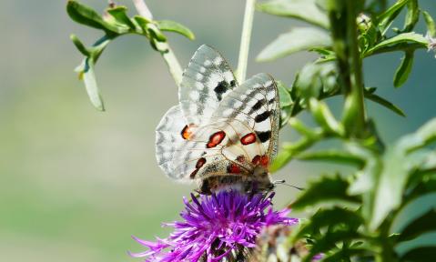Apollofalter_auf_Skabiosen-Flockenblume_Bauern-_und_Winzerverband_Rheinland-Nassau.jpg