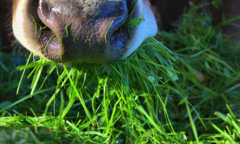 Titelfoto_cow-2643886_c_blende22_pixabay.jpg