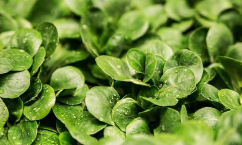 A2_salad-264826_c_ejaugsburg_pixabay.jpg