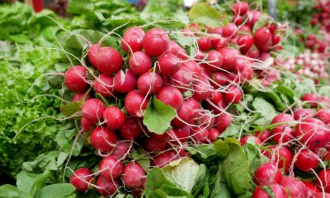 A4_radishes-2331135_c_JuSa2000.jpg