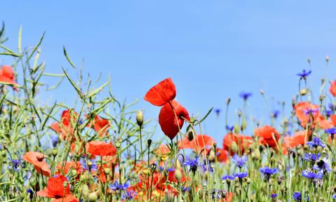 Naturschutz und Landwirtschaft gemeinsam 