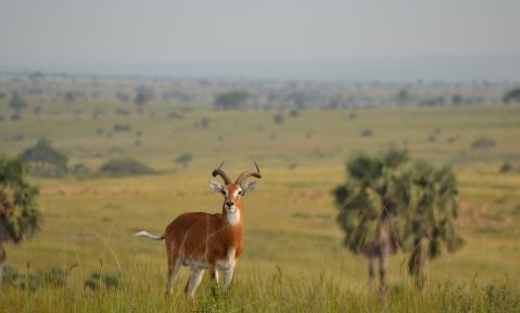 2019-06-20_Jungbauern_gehen_nach_Afrika_c_GeoGab_pixabay.jpg