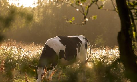 A2_E_cow-2578458_c_8AM_pixabay.jpg