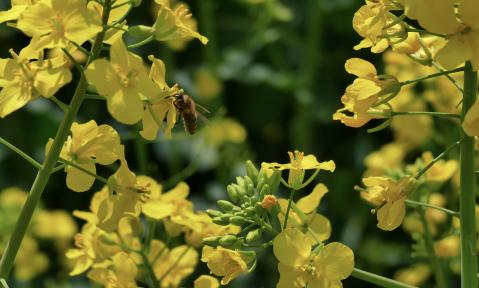 rapeseed-4199601_1920_pixabay-zibik.jpg