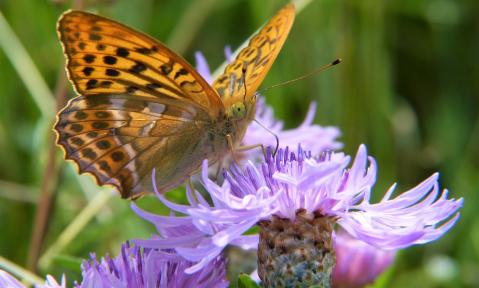 3705_butterfly-4020261_1920_pixabay-silviarita.jpg