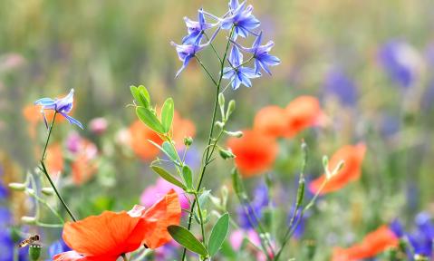 JA_rain-field-1515562_1920_pixabay-esiul.jpg
