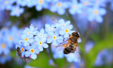JA_forget-me-not-257176_1920_pixabay-cocoparisienne.jpg