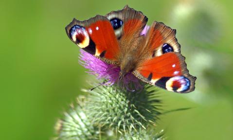 JA_peacock-butterfly-1585850_1920_pixabay-esiul.jpg
