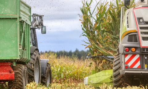 corn-4505774_c_planet_fox_pixabay.jpg