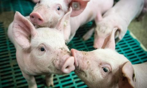 piglet-4133939_1920_pixabay-Ehrecke.jpg