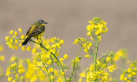 bird-4198001_1920_pixabay-psubraty.jpg