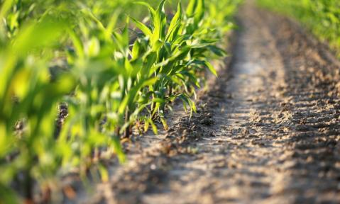 A4_agriculture-4262885_c_GoranH_pixabay.jpg