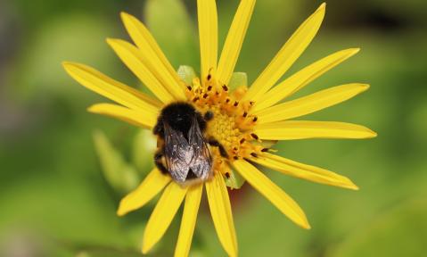insect-4341598_1920_Silphie_pixabay-AnnetteMeyer.jpg