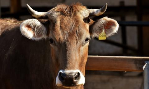 cow-3383624__c_Alexas_Fotos_pixabay.jpg