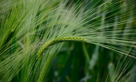 barley-345138_1920_c_wobogre_pixabay.jpg