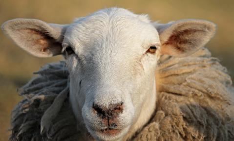 4503_sheep-3254725_c_manfredrichter_pixabay.jpg