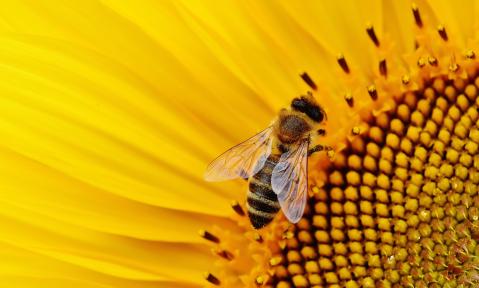 4504_sunflower-1643794_c_Alexas_Fotos_pixabay.jpg