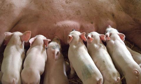 4605_piglet-1639589_c_aitoff_pixabay.jpg