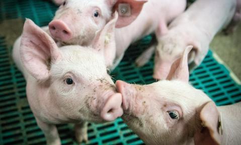 4607_piglet-4133939_c_Ehrecke_pixabay.jpg