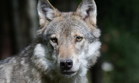 wolf-1504406_Foto_Pixel-mixer_pixabay.jpg