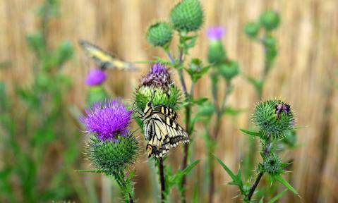 JA_butterfly-3866386_1920_Distel__Schmetterling_pixabay-congerdesign.jpg
