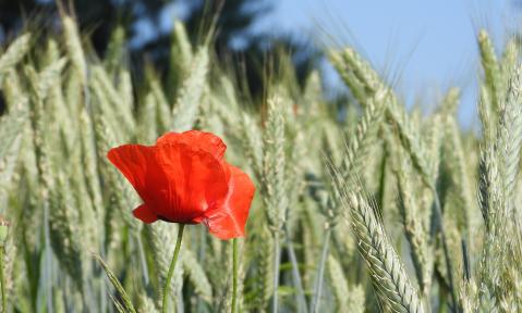 poppy-4261271_1920_pixabay-satynek.jpg
