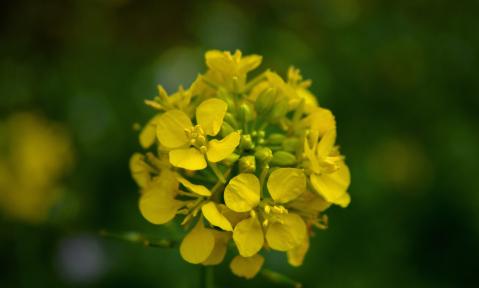 mustard-flowersSenf_pixabay-FraukeRiether.jpg