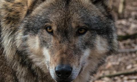wolf-1239994_1920_pixabay-MRCat.jpg