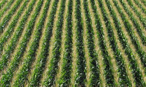 corn-2567524_1920_pixabay-flockine.jpg