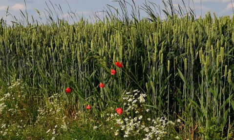 cornfield-4293258_1920_pixabay-Detmold.jpg