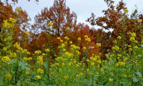mustard-flowers-3909466_1920_Senf_pixabay-FraukeRiether.jpg