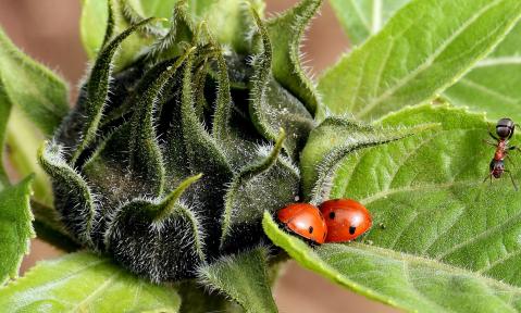 sunflower-3752842_1920_pixabay-satynek.jpg