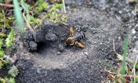bee-2490411_1920_pixabay-AxxLC.jpg