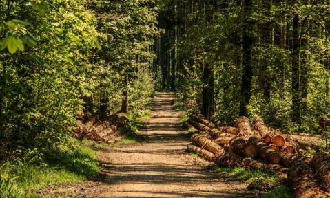 trees-3410836_c_pixel2013_pixabay.jpg