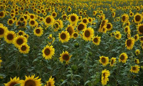 sunflower-4386505_c_HandLinde_pixabay.jpg