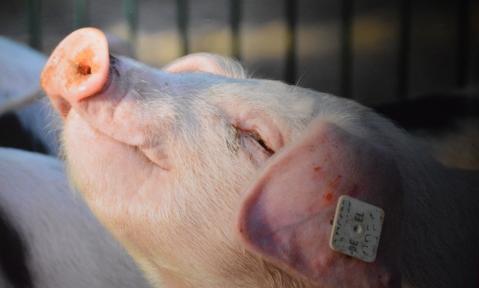 pig-979970_1920_pixabay-conny7760_bea.jpg