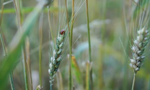wheat-field-2526671_1920_pixabay-KiraHoffmann.jpg